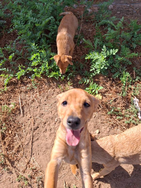 Chicca cucciolina di taglia piccola cerca casa ❤️ Foto 4